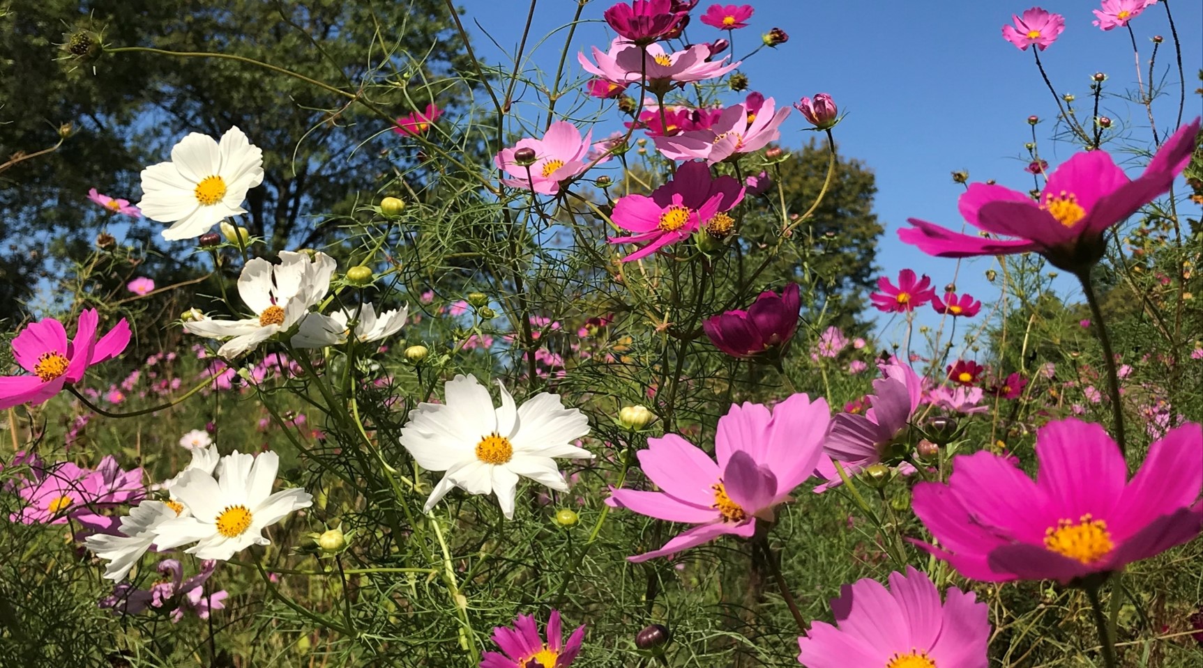 Wildflower Planting, South Market Street
