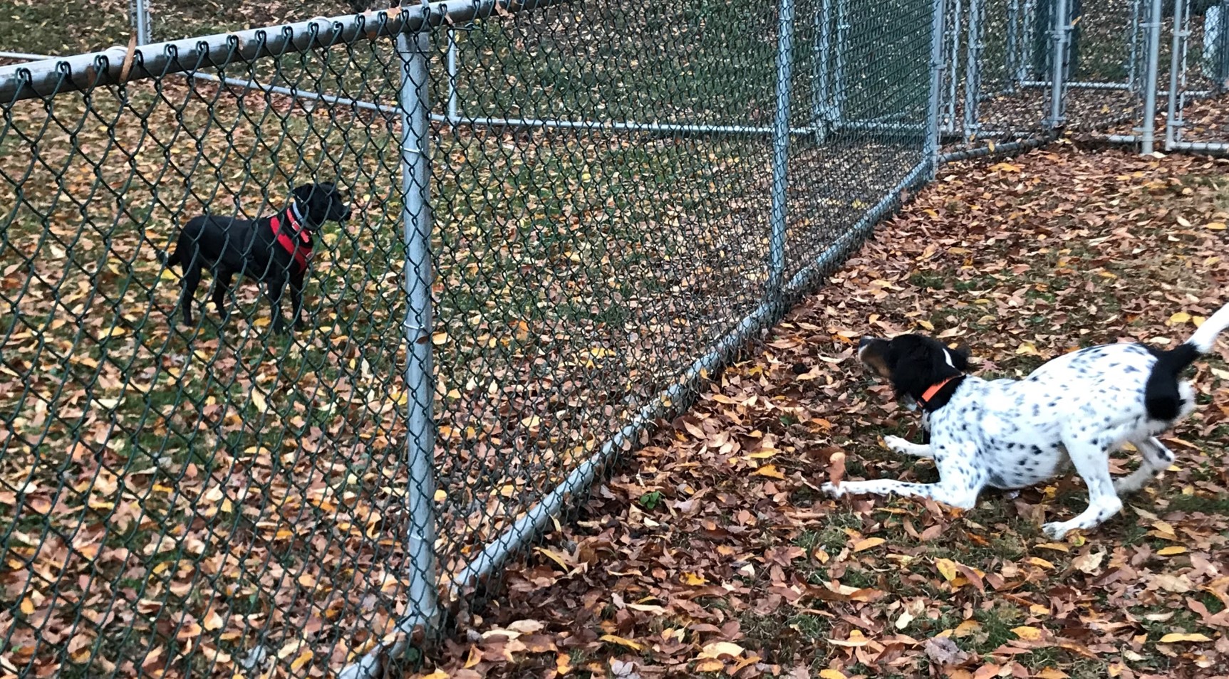 Canine Curiosity, Stark Dog Park, Shamokin Dam