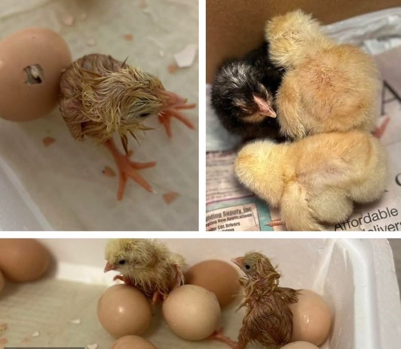 SAES 2nd graders – “The Wait is Over:  The Chicks Are Here!”  Peep, Peep, Hooray!