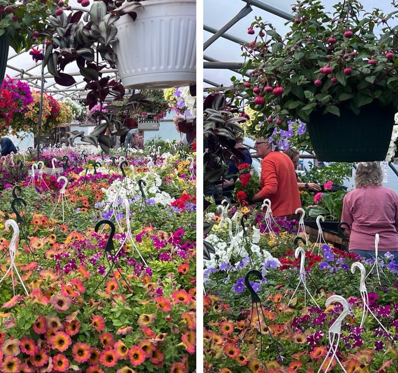 FFA Greenhouse is Blooming and Booming!