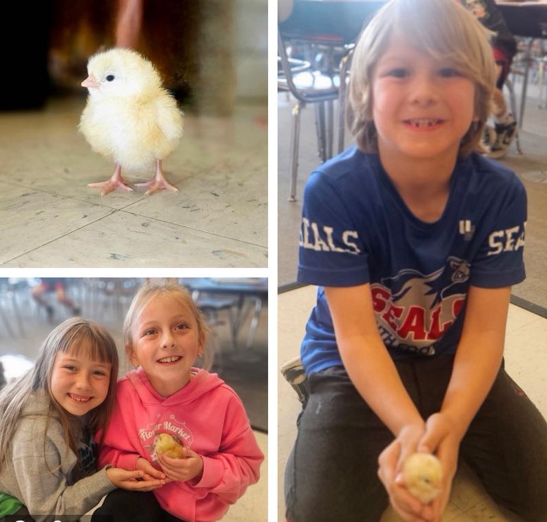 2nd Grade chicks hatching